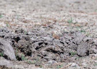 A mongolian short-toed lark perched on the ground next to the lake inside Nalsarovar bird sanctuary in Gujarat