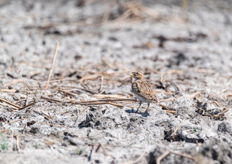 A mongolian short-toed lark perched on the ground next to the lake inside Nalsarovar bird sanctuary in Gujarat