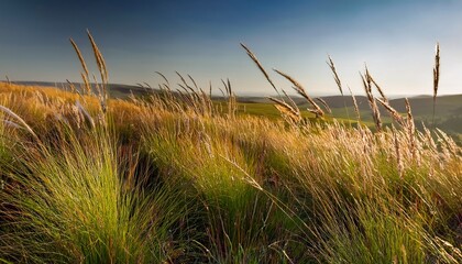 Mixed Prairie Grass