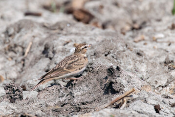 A mongolian short-toed lark perched on the ground next to the lake inside Nalsarovar bird sanctuary in Gujarat
