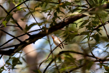 A Red-breasted flycatcher perched on a branch inside the park on the outskirts of Nalsarovar bird sanctuary in Gujarat