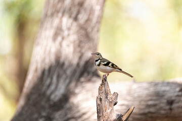 A forest wagtail perched on top of a tree branch inside the park on the outskirts of Nalsarovar Lake area in Gujarat