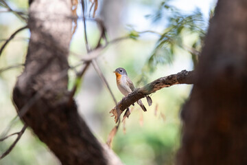 A Red-breasted flycatcher perched on a branch inside the park on the outskirts of Nalsarovar bird sanctuary in Gujarat