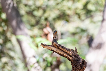 A Red-breasted flycatcher perched on a branch inside the park on the outskirts of Nalsarovar bird sanctuary in Gujarat
