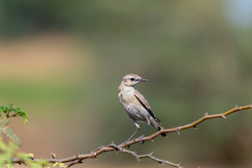 An Isabelline wheatear perched on a small thorny bush on the outskirts of Nalsarovar lake area in Gujarat