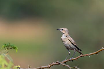 An Isabelline wheatear perched on a small thorny bush on the outskirts of Nalsarovar lake area in Gujarat