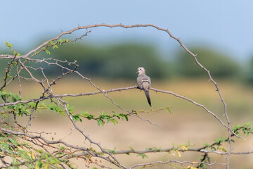 A Namaqua dove perched on a thorny branch on the outskirts of Nalsarovar lake area in Gujarat