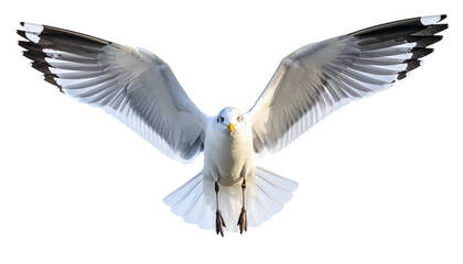 Fototapeta premium Seagull PNG, Transparent Background, Flying Seagull, Coastal Bird, Ocean Wildlife, White Seagull, Beach Bird Illustration, Marine Animal, Sky Bird