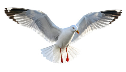 Seagull PNG, Transparent Background, Flying Seagull, Coastal Bird, Ocean Wildlife, White Seagull, Beach Bird Illustration, Marine Animal, Sky Bird
