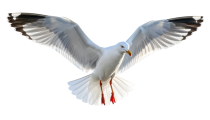 Seagull PNG, Transparent Background, Flying Seagull, Coastal Bird, Ocean Wildlife, White Seagull, Beach Bird Illustration, Marine Animal, Sky Bird