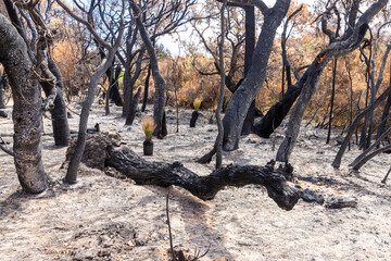 Plants recovering 17 days after a bush fire swept through the Marri Conservation Reserve near...