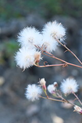 ハマシオン　絶滅天然記念物　綿毛