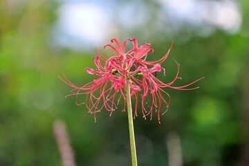 flower, 네이처, 뜰, red, 식물, 블로섬, 여름, 미, dahlia, 분홍, 꽃, 개화, 봄, beautiful, 변색, orange, 근접, 매크로, 나뭇잎, 똑똑하다, yellow, 국화