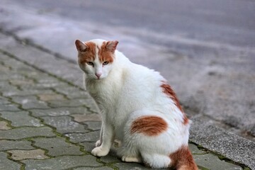 고양이, animal, 애완 동물, 귀여운, 가정의, 백, 모피, 포유동물, 인물사진, 눈, 네이처, 검다, 앉아있는, 어리다, green