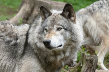 Gray Wolf Head (Canis lupus) Close Up in Forest Habitat