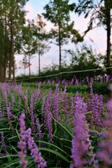 flower, 들판, 네이처, 라벤더, 보라색, 경관, 여름, 식물, 뜰, sky, 봄, 경작, 목초지, 농장, 분홍, blue, 농촌, 시골, 개화, 미, 목초, 변색