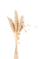 Fototapeta premium Many dried wheat ears and seeds isolated on white, top view