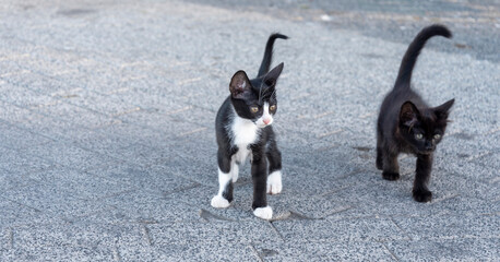 Two playful kittens exploring a city sidewalk during the day in a vibrant urban setting
