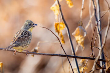 枝にとまるアオジ