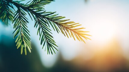 Obraz premium Green pine branch, peaceful, catching warm sunlight against a blurred blue sky with copy space