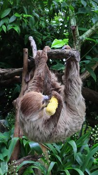 Two-toed sloth hanging upside down from the tree branch enjoy eating corn footage