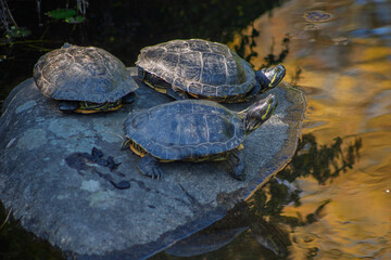 Turtles