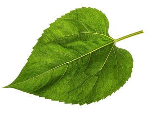 Fototapeta premium Close-up view of a vibrant green leaf, exhibiting intricate venation patterns and a delicate structure.
