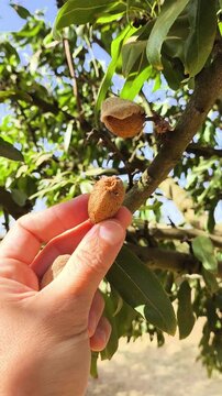 Almendra cogidas con la mano