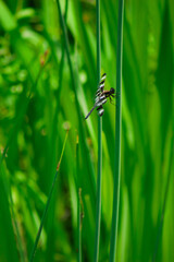 Dragonfly on blade of grass