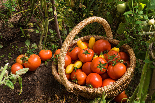 Harvest tomatoes in a basket in a glass greenhouse. Tomatoes are in the greenhouse on the farm. Vegetable growing and gardening
