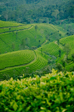 tea plantation munnar