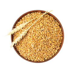 Wheat grains in bowl and dry spikes isolated on white, top view
