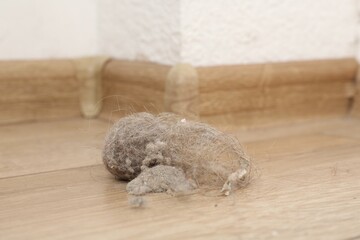 Clumps of dust on floor at home, closeup