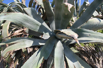 Giant cactus on Rhodes Island in Greece.