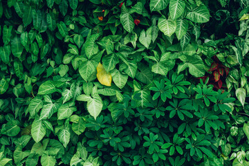 Close up group of background green leaves texture and Abstract Nature Background. Lush Foliage Textures. Exotic Greenery and Botanical Patterns.