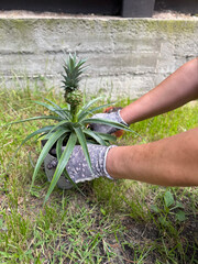 Woman planting pineapple fruit in soil outside