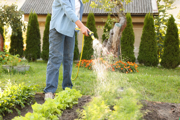 Woman watering beautiful green seedling with hose in garden, closeup