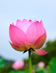 Pink lotus flower close-up
