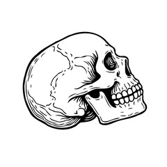 Monochrome skull illustration, anatomical depiction, symbolizing mortality, providing creative
