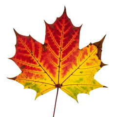 Obraz premium Vibrant maple leaf isolated on transparent background, displaying a stunning gradient of red, orange, and yellow hues, symbolizing the beauty and transition of the autumn season