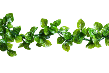 Forest stream with fresh green plants isolated on transparent background