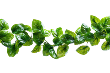 Natural water stream surrounded by verdant foliage isolated on transparent background