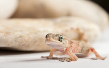 Gecko Near Stones