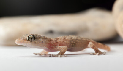 Gecko in Profile with Soft Background