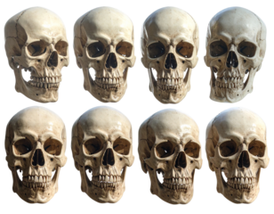 Assorted Human Skulls – Forensic and Anatomy PNG