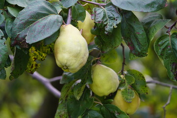 Quince (Cydonia oblonga) Rosaceae family. Germany,