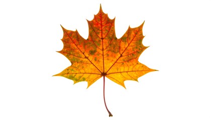 Vibrant autumnal maple leaf against a plain white background, showcasing rich colors and intricate venation patterns.