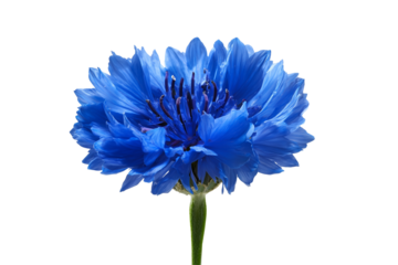 Vibrant blue cornflower with detailed petals and dark center isolated on a transparent background blossom