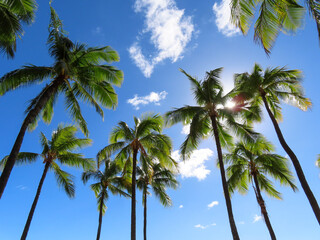 Fototapeta premium Look Up Palms