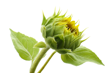 Partially opened sunflower bud with green leaves and yellow petals isolated on a transparent background